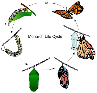 daur hidup kupu-kupu | metamorfosis kupu-kupu