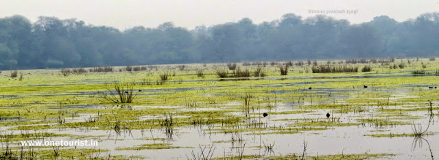 keoladeo  national park bharatpur birds image 