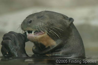 otter pics