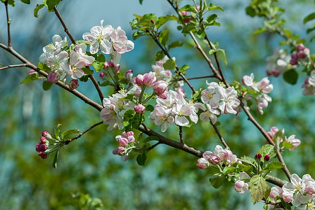 Blossoming Apple Tree Branches