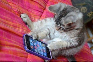 kitten on iphone