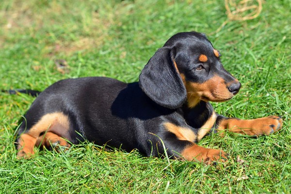 Miniature Short Haired Dachshund Puppies For Sale Near Me