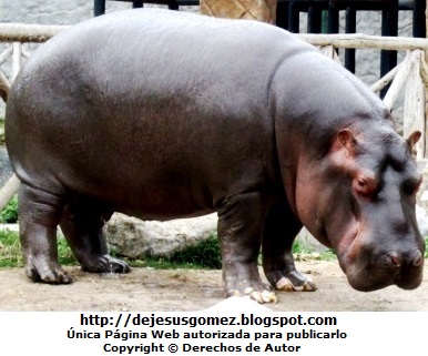 Foto del hipopótamo parado de perfil en el Parque de las Leyendas. Foto de un hipopótamo de Jesus Gómez