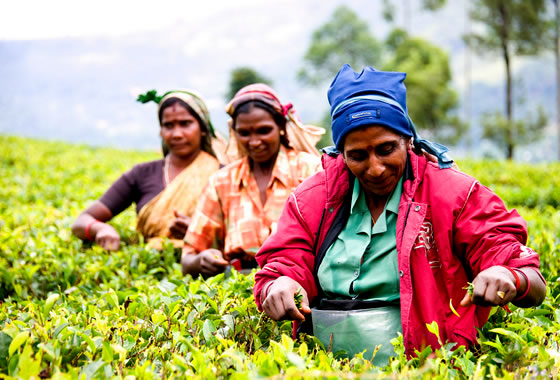 Sri-lanka_tea_garden