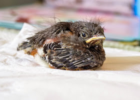 eastern bluebird nestling 11 to 12 days old