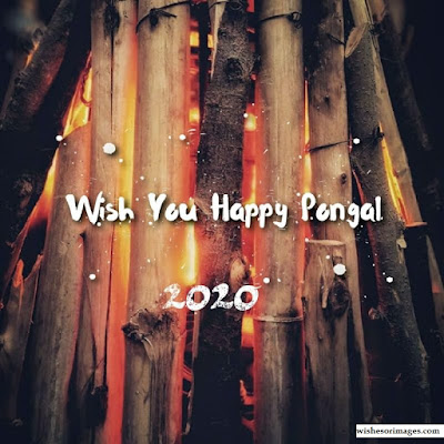 Happy Pongal Images 2020