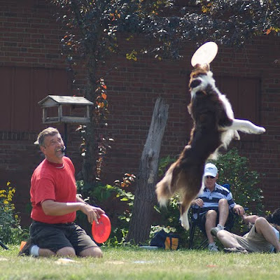 Frisbee com cães