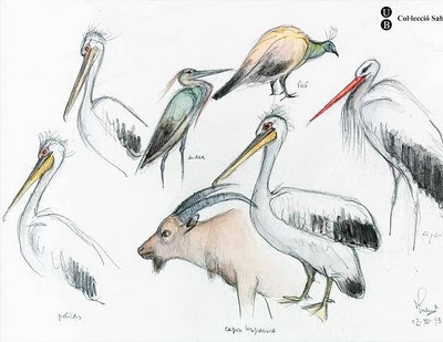 sketch of pelicans