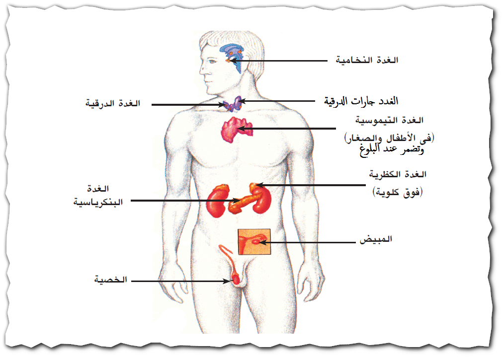الدرس 40 ملخص الهرمونات ووظائفها مدونة أحمد النادى لأحياء