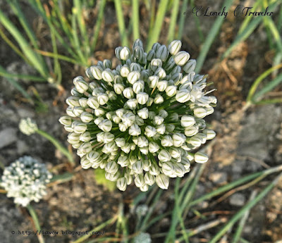 Onion - Allium cepa