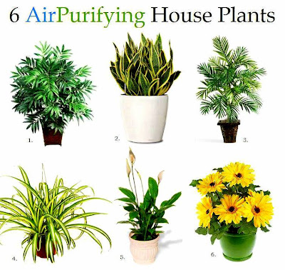 Natural Air Purifying Good For Nature