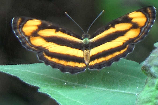 Dlium Common lascar (Pantoporia hordonia)