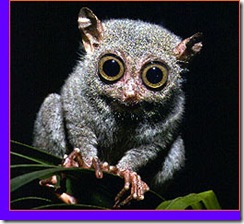 tarsier1