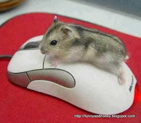 Mouse on Mouse  (: Funny Situation :)