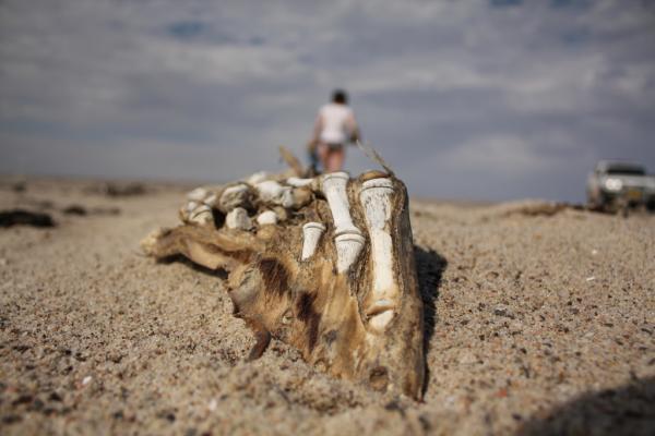 Terrace Bay Resort Skeleton Coast Park Namibia