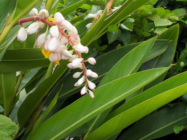 Shellplant flowers and leaves