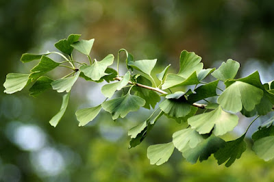 Gingko Biloba