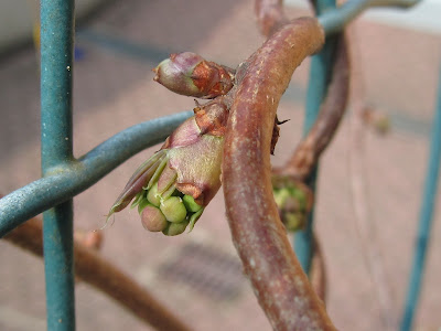 Gemma a Fiore Akebia quinata