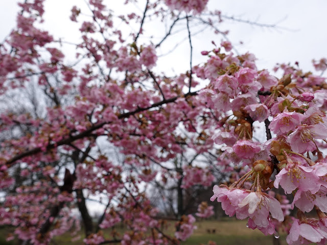 鳥取県西伯郡伯耆町丸山　伯耆町交流の森の河津桜