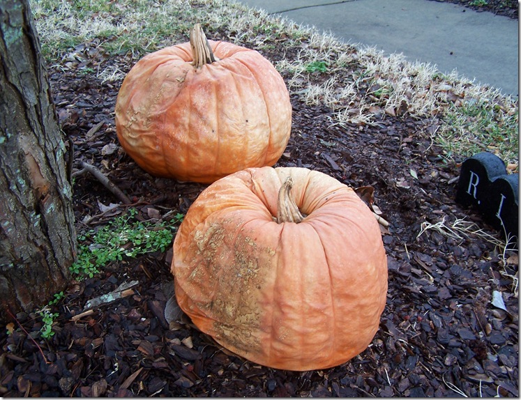 Pumpkin Contest 009