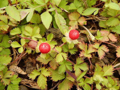 台灣蛇莓