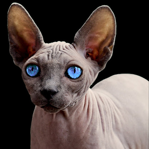 Mysterious deep blue eyes of a Sphynx cat