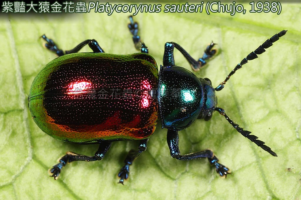 台灣的金花蟲taiwan Leaf Beetles 08 0 紫豔大猿金花蟲