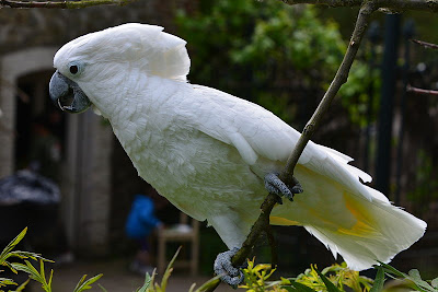 Foto Burung Kakatua Putih