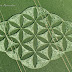 Aparece Crop Circle en Reino Unido 27 junio 2016, La Flor de la Vida