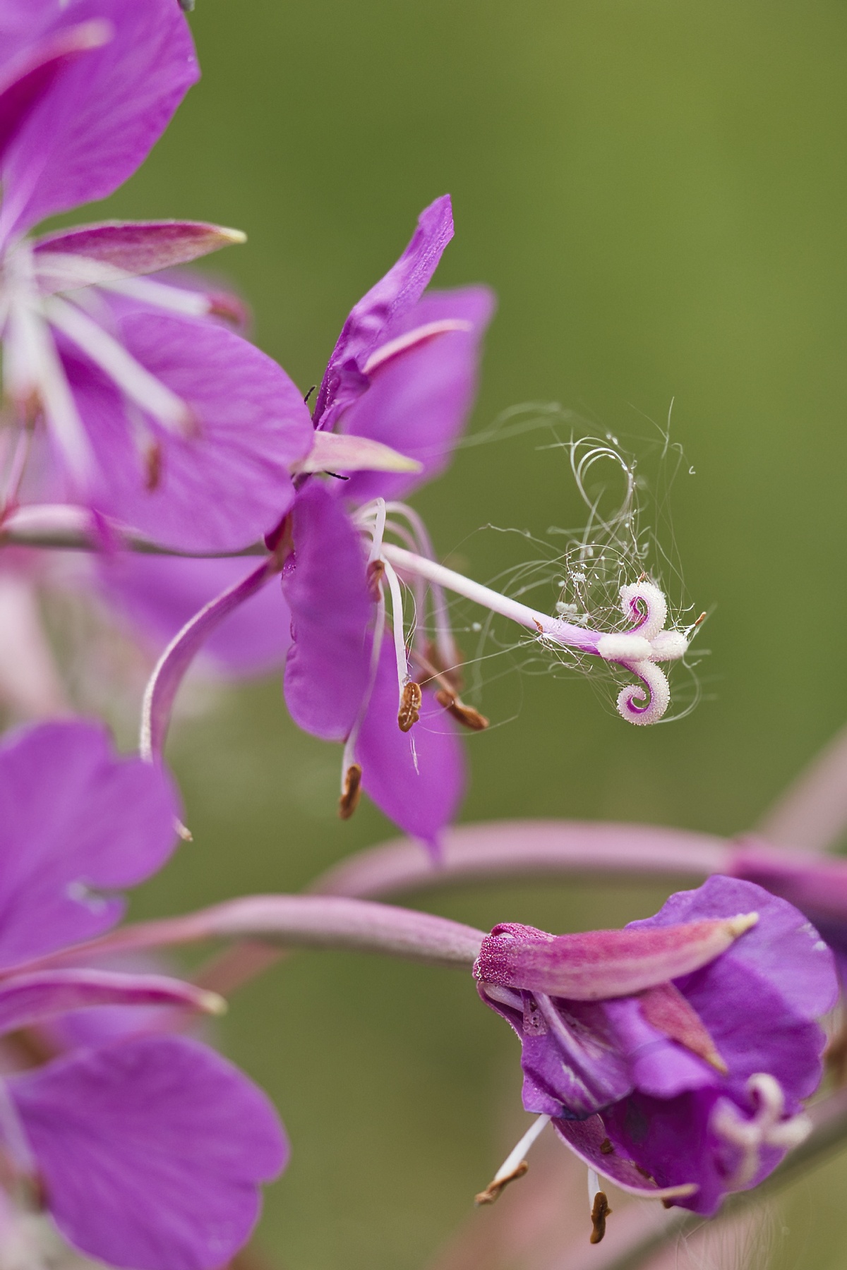 Epilobium angustifolium