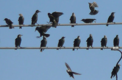starlings on the wires