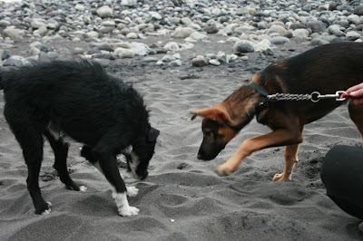 Hundestrände auf Teneriffa © Canarian Sea