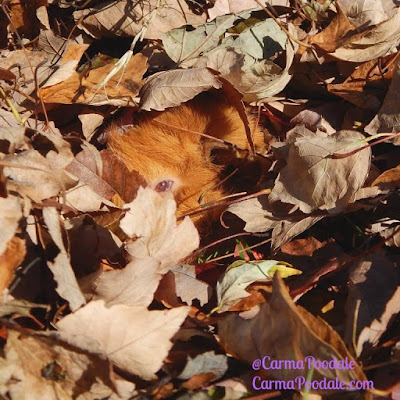 Guinea pig eye in the leaves