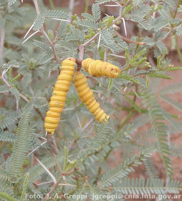 Prosopis strombulifera