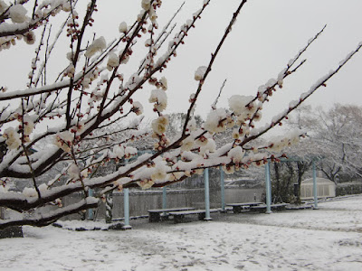 雪の鶴岡八幡宮