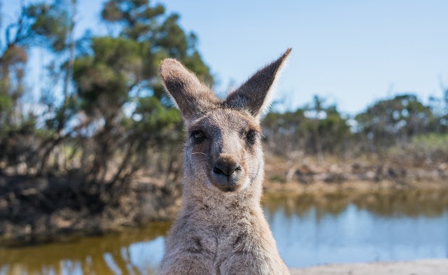 WHAT SHOULD YOU SEE WHEN VISITING AUSTRALIA