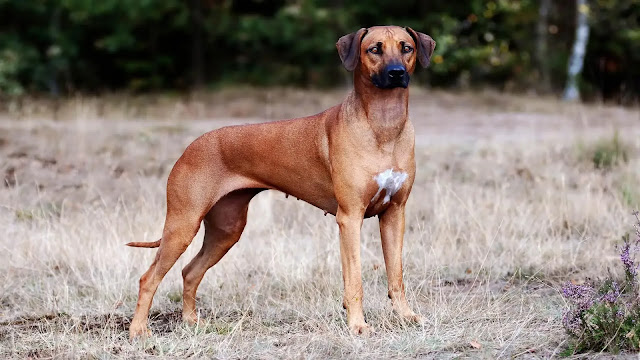 Rhodesian Ridgeback