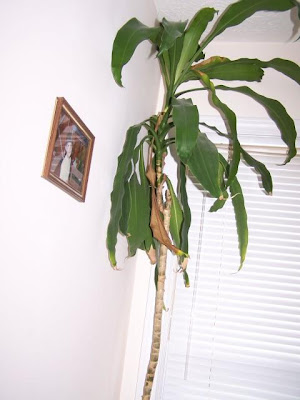 Attractive House  Plants  2022 House  Plants  Tree 