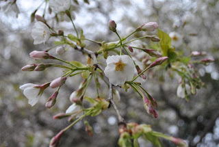 石神城址公園の桜