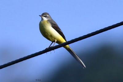 Gray Wagtail