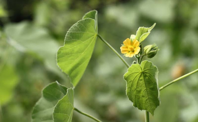 Indian Mallow Flowers