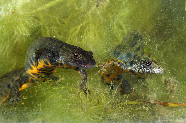 Molche Männchen und Weibchen - Bilder von Amphibien