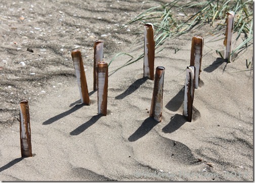 37-shell-henge