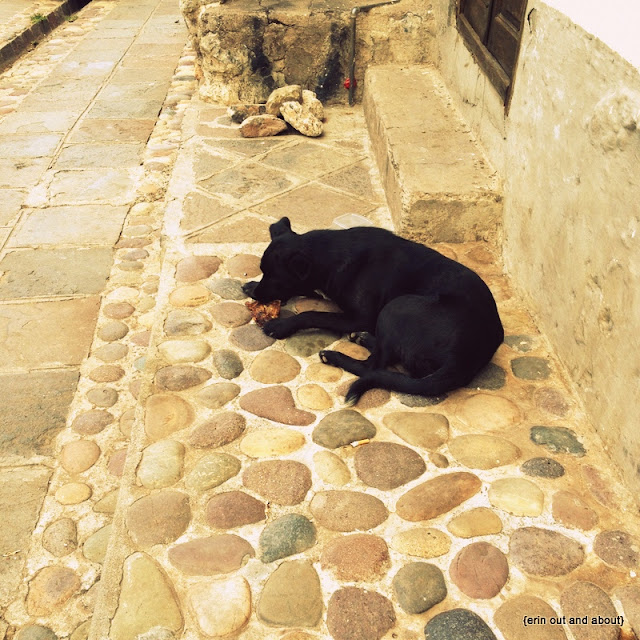 {ErinOutandAbout} The Beautiful Dogs of South America