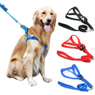 Cara Memakaikan Harness pada Anjing