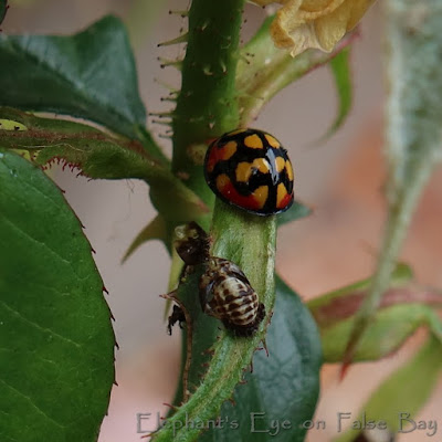 Cheilomenes sulphurea ladybird