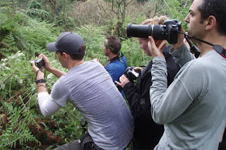 Gorilla Tracking Tour