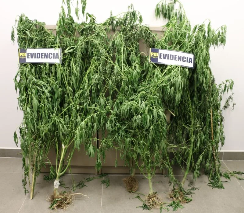 Incautación plantas de marihuana
