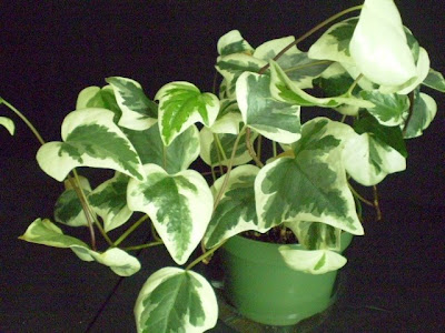 goldfish plant pictures. gregarius goldfish plant.