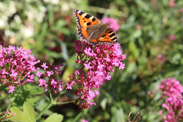 Small tortoiseshell butterfly on valerian